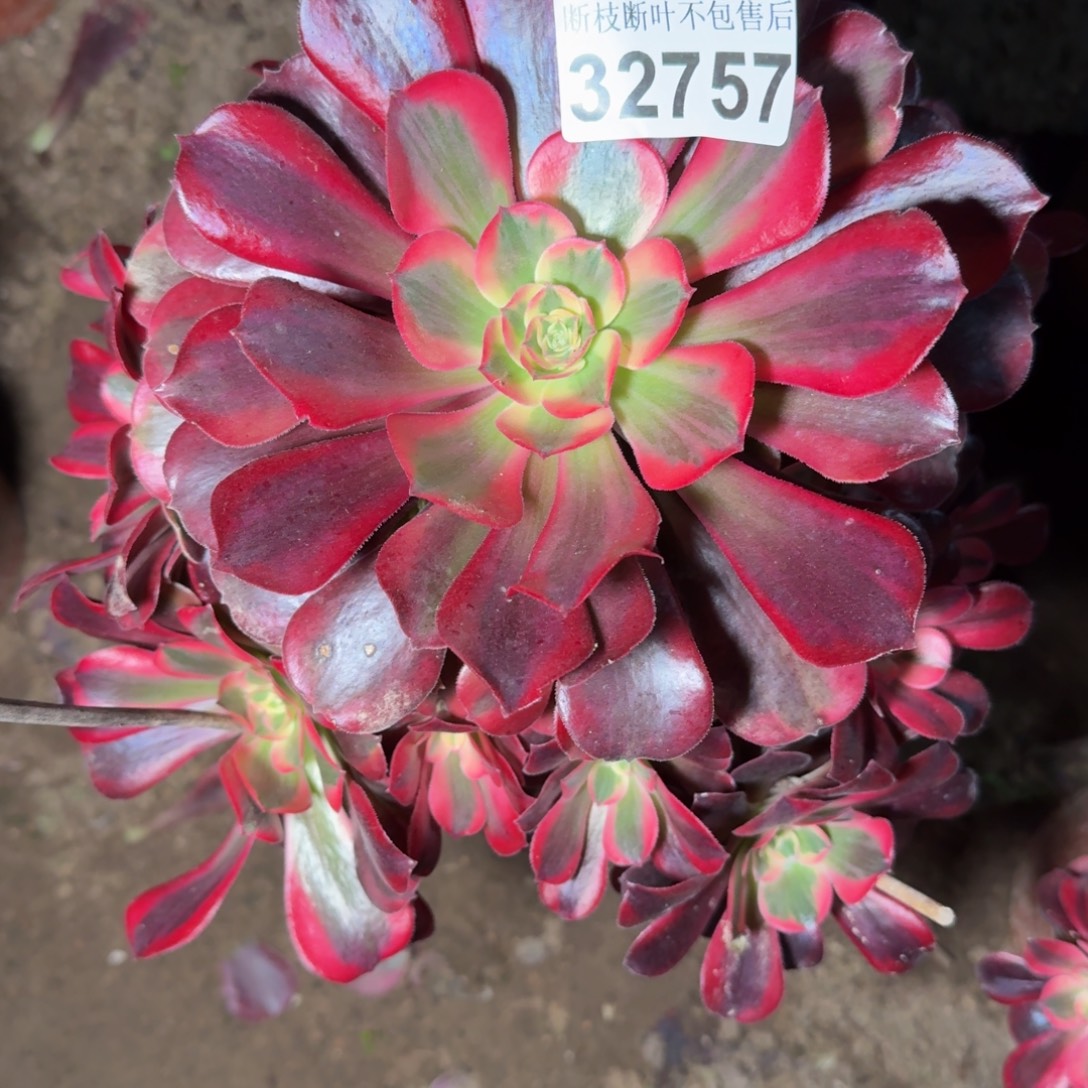 32757美杜莎多肉植物