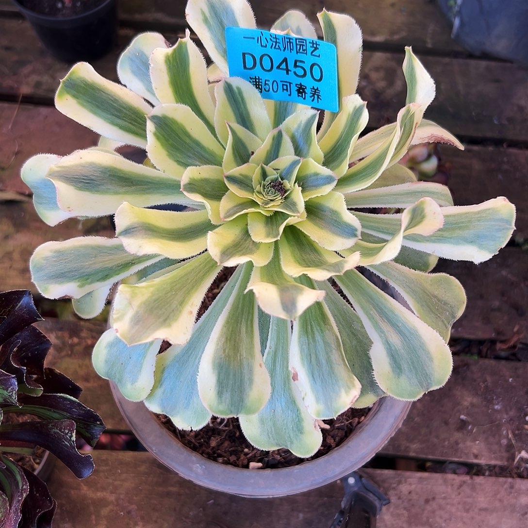 450多肉植物、保时捷