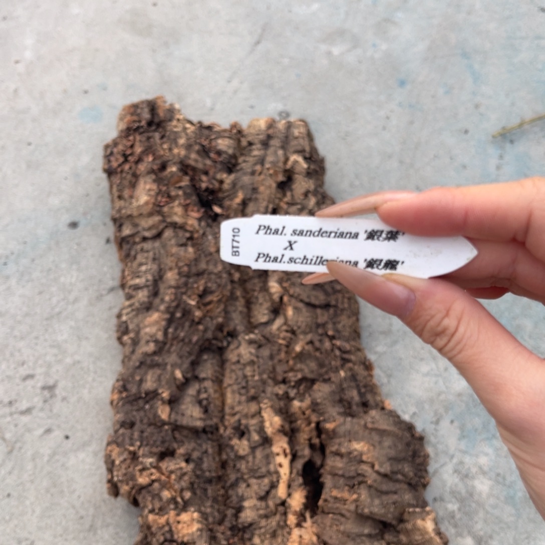 完全开放蝴蝶兰蝴蝶兰