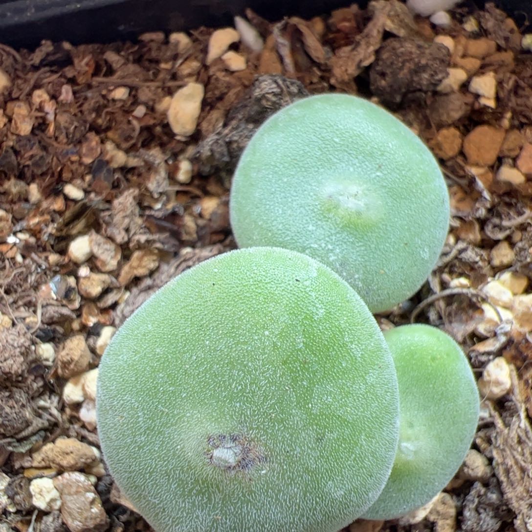 【闪购商品】324 毛饼