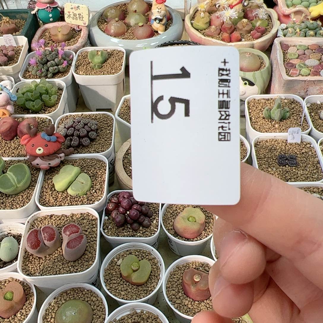 【闪购商品】阿*15 秒