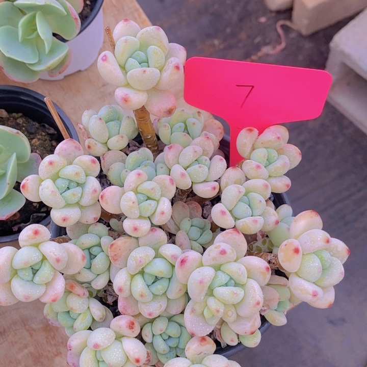 多肉植物，开心多肉