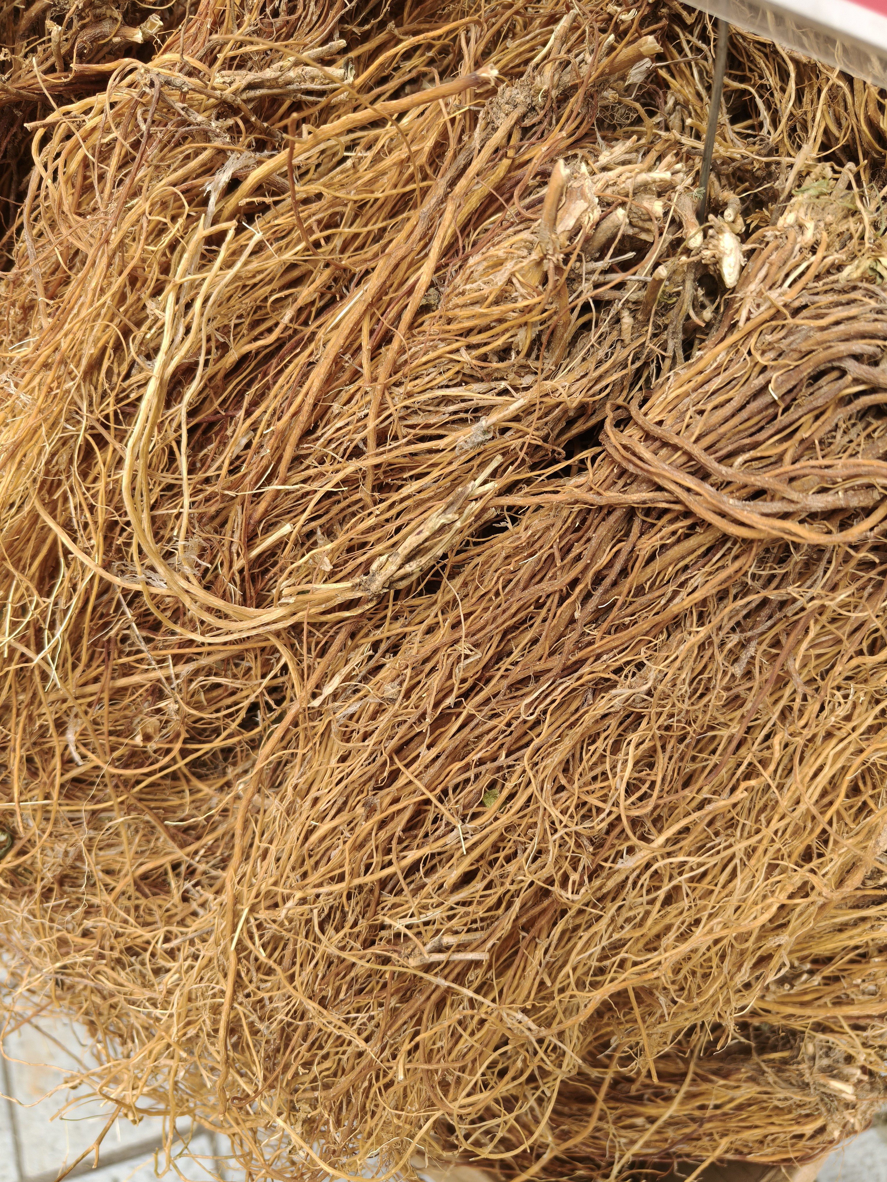 正宗野生龙胆草根