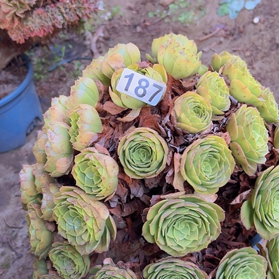 江***雨多肉植物一个沙拉碗