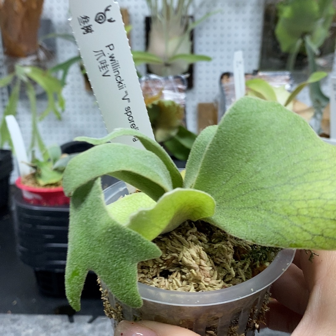 无花朵爪哇v鹿角蕨