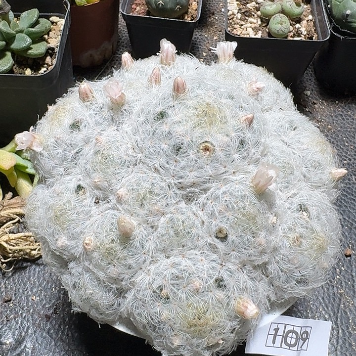 109佛头白星带盆发货