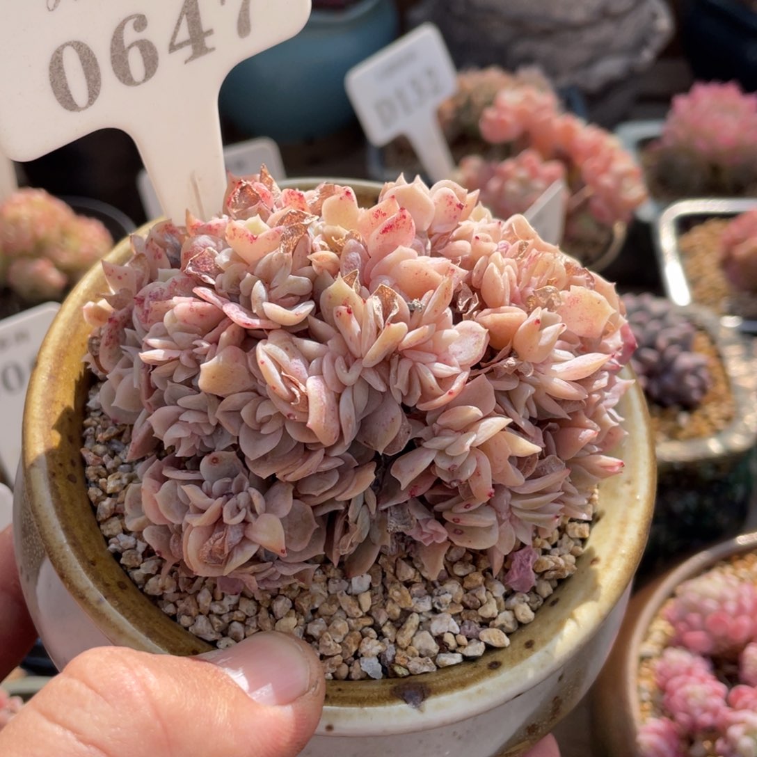 0647蓝色惊喜缀不带盆9厘米