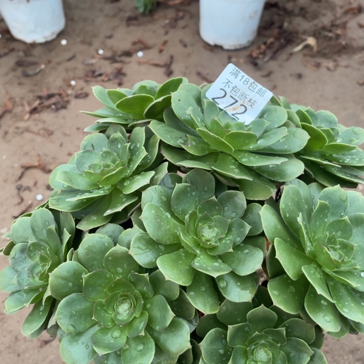 272万圣节绣球1号