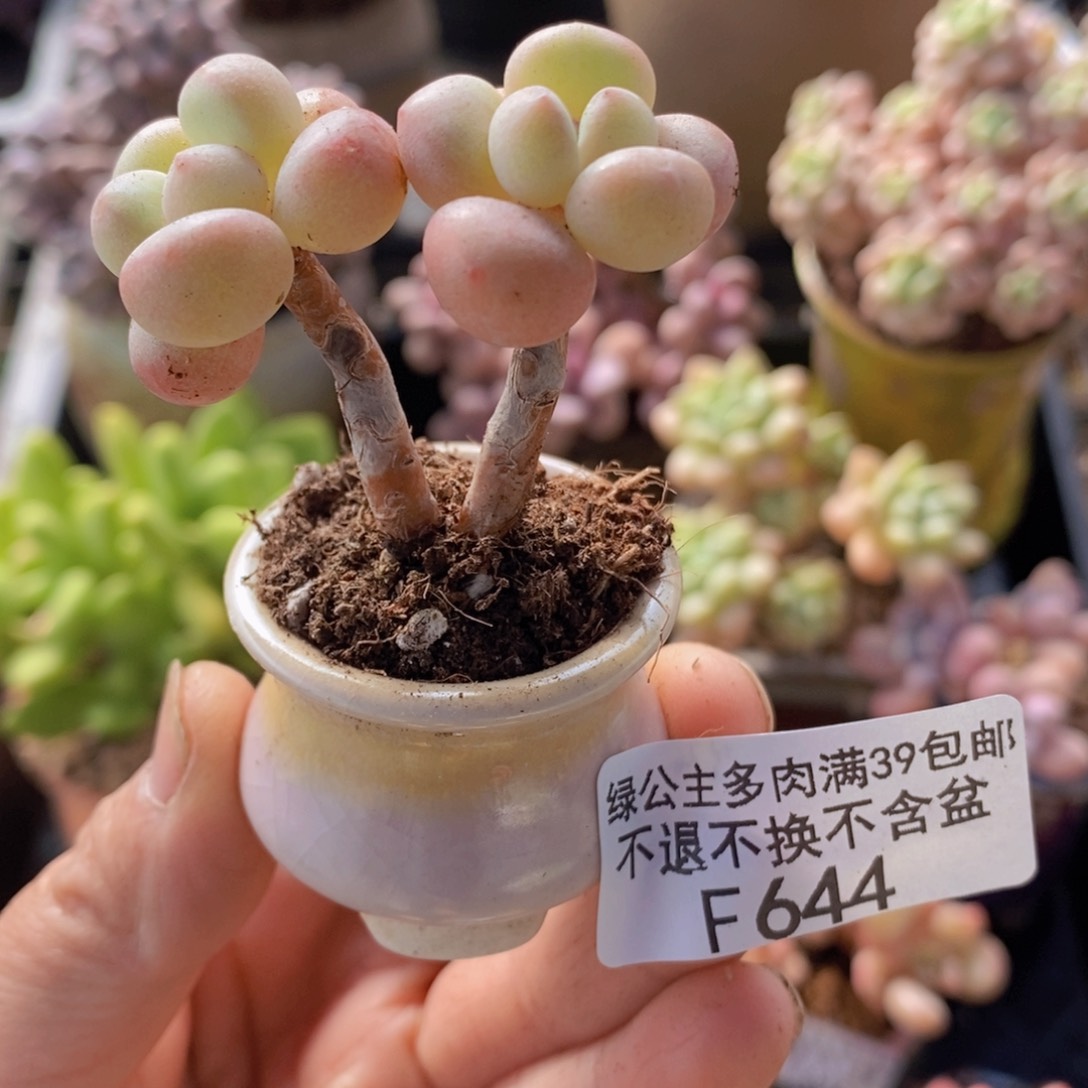 萤火虫5cm644多肉植物带盆