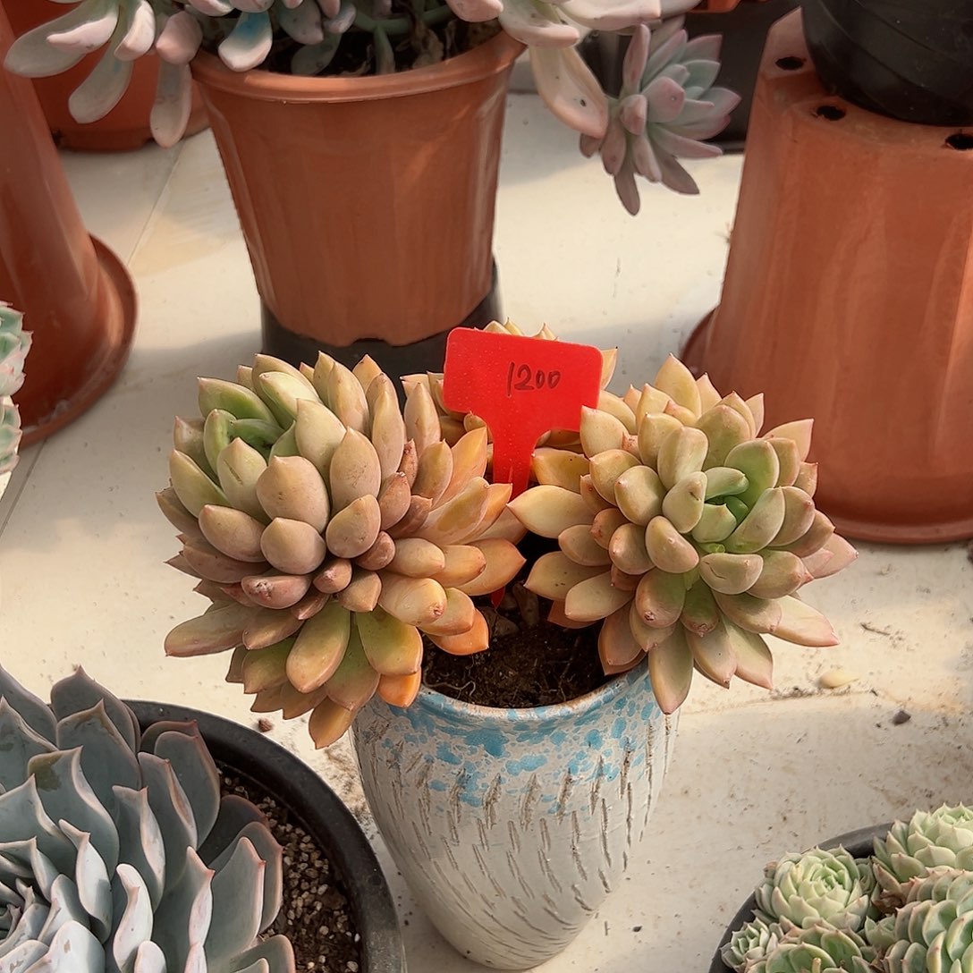 j****o1200象牙多肉植物