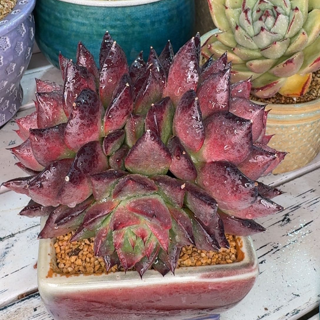 从前慢多肉精选编号1230.176