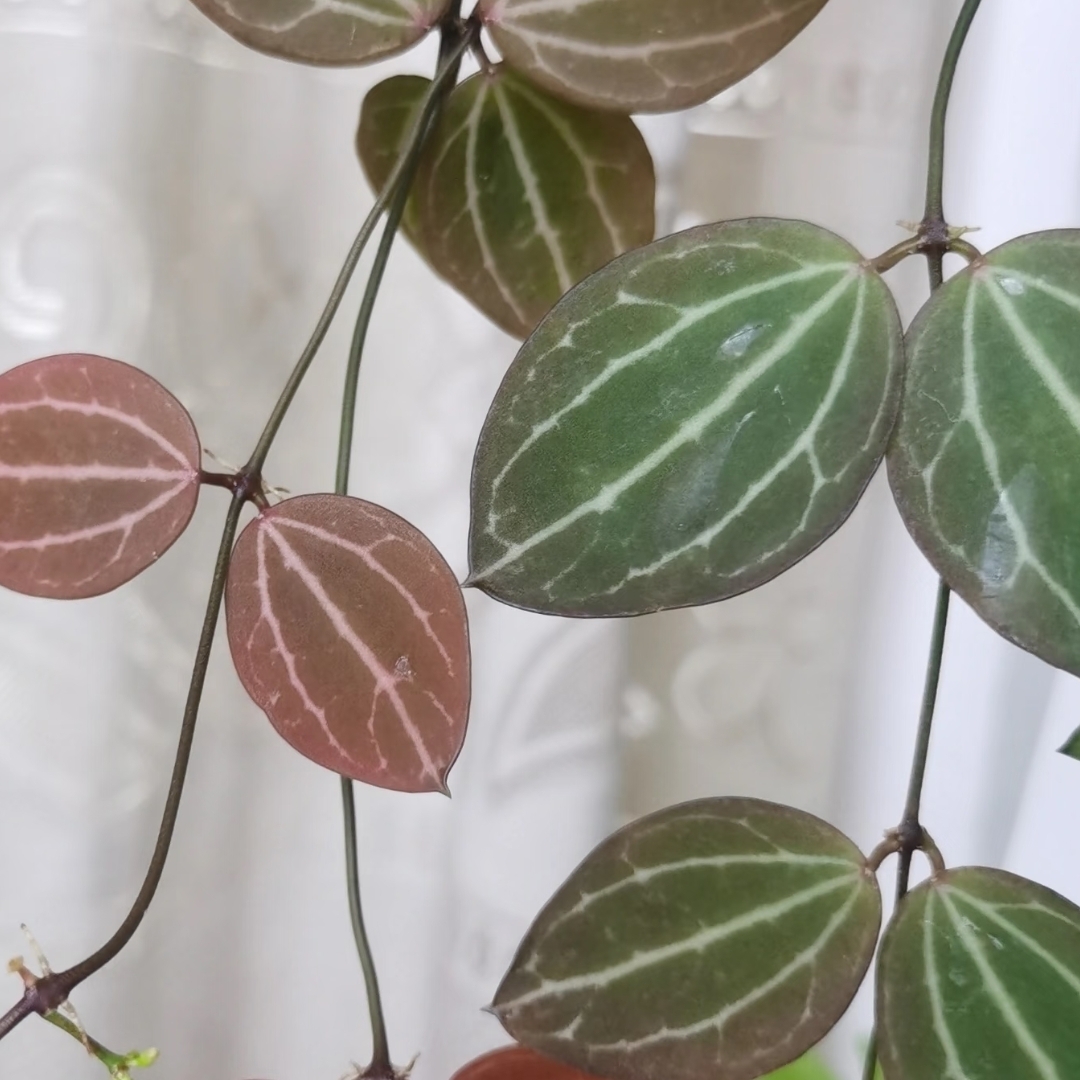 眼树莲西瓜皮耐热垂吊爬藤室内植物可爱迷你变色