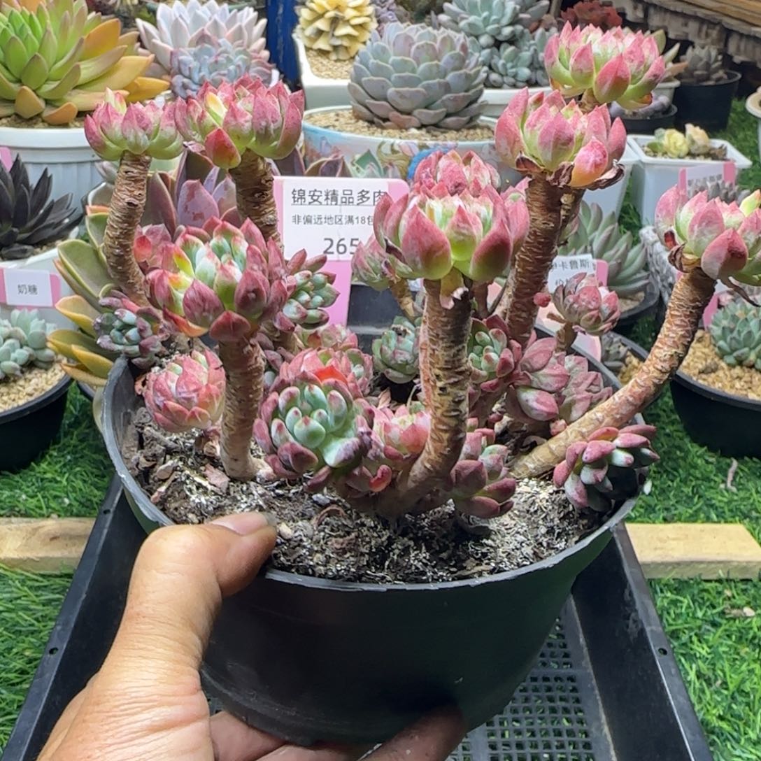 锦安精品多肉植物265