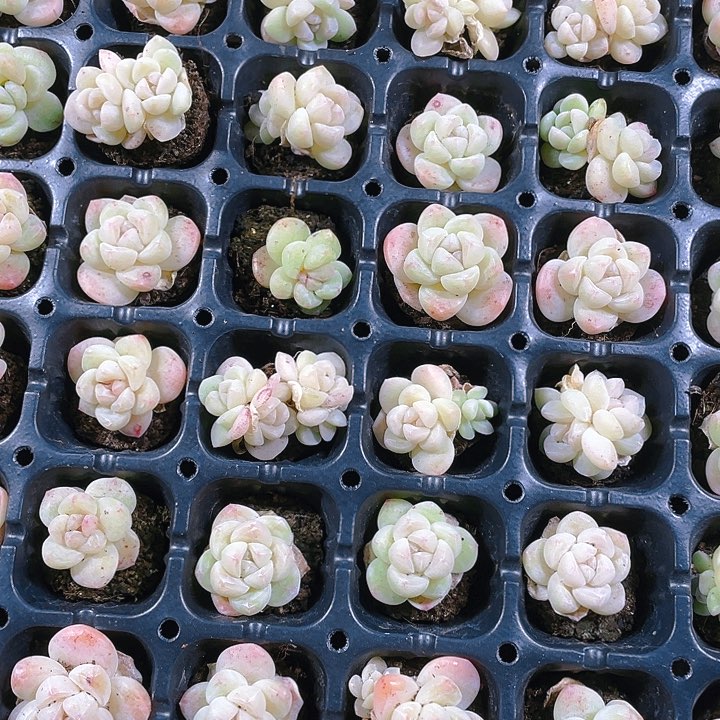 白底冰玉穴一个满25包邮