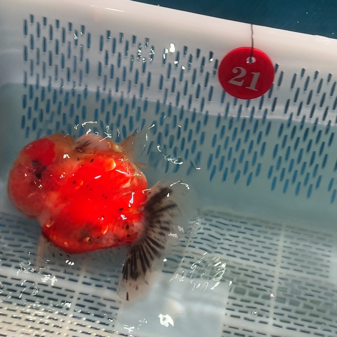 哆***哆抖音上的小伙伴都在用这个包邮