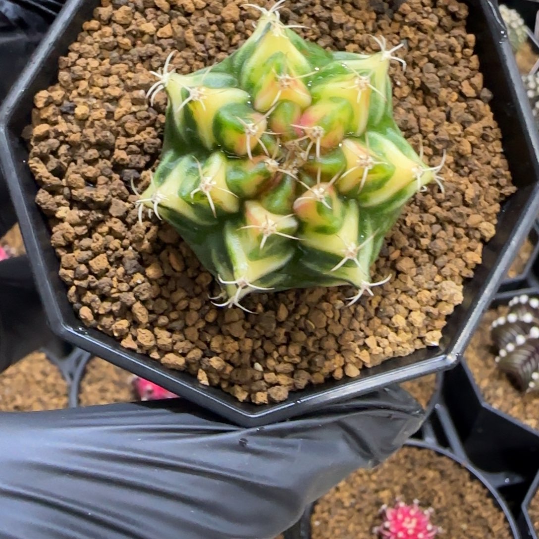 92号泰系名品侧芽虎斑