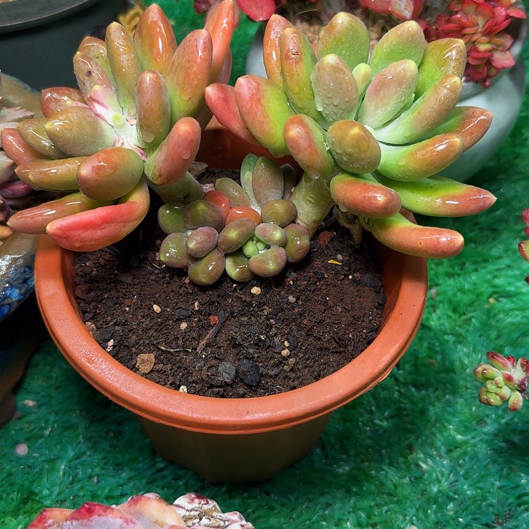 刘*忆多肉植物不带盆发货