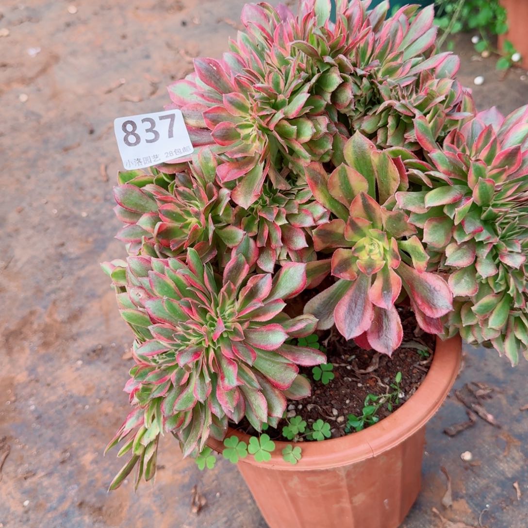 837洛神缀化多肉植物满28包邮