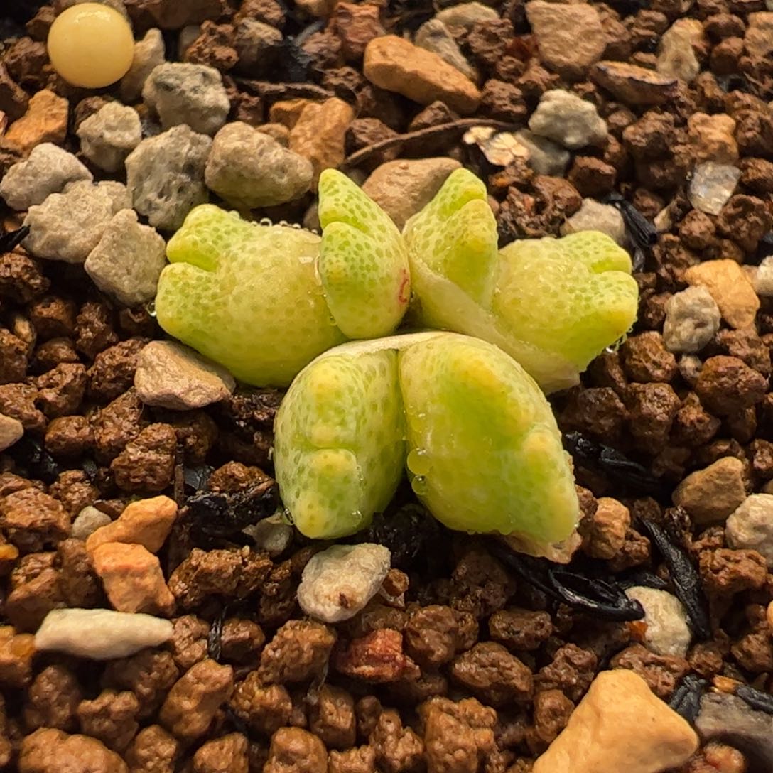783多肉植物组合