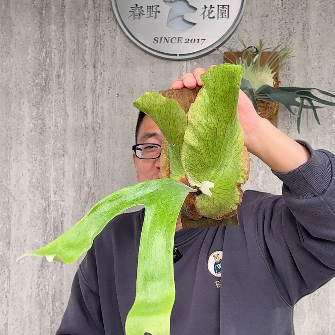 完全开放三角鹿角蕨书签板春野花园