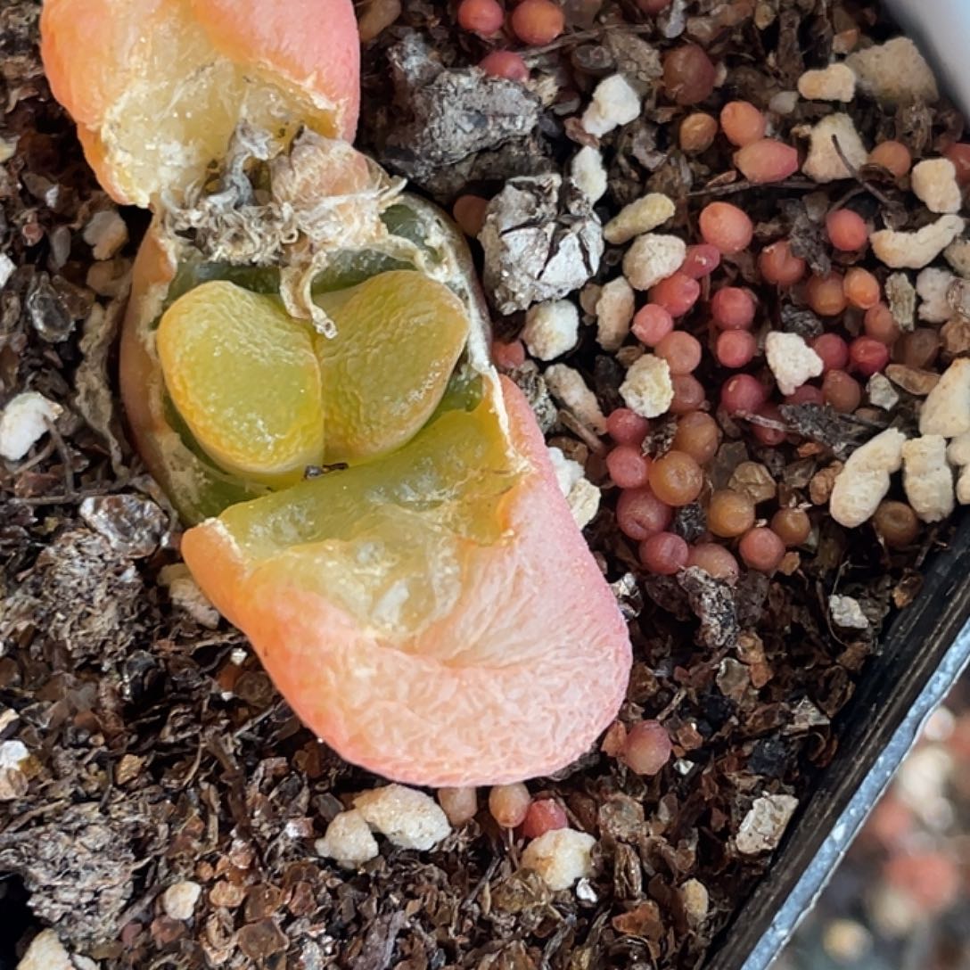 20-111红风铃多肉植物