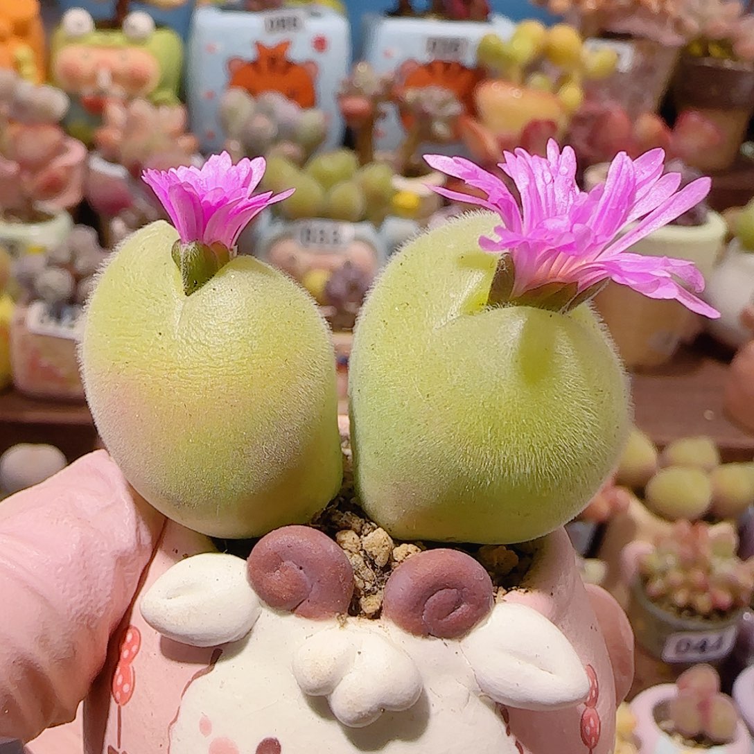 T肥肥开花毛翠盆口2.5cm