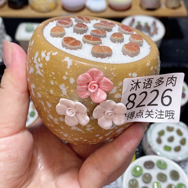 带盆土植物 精美盆栽8226