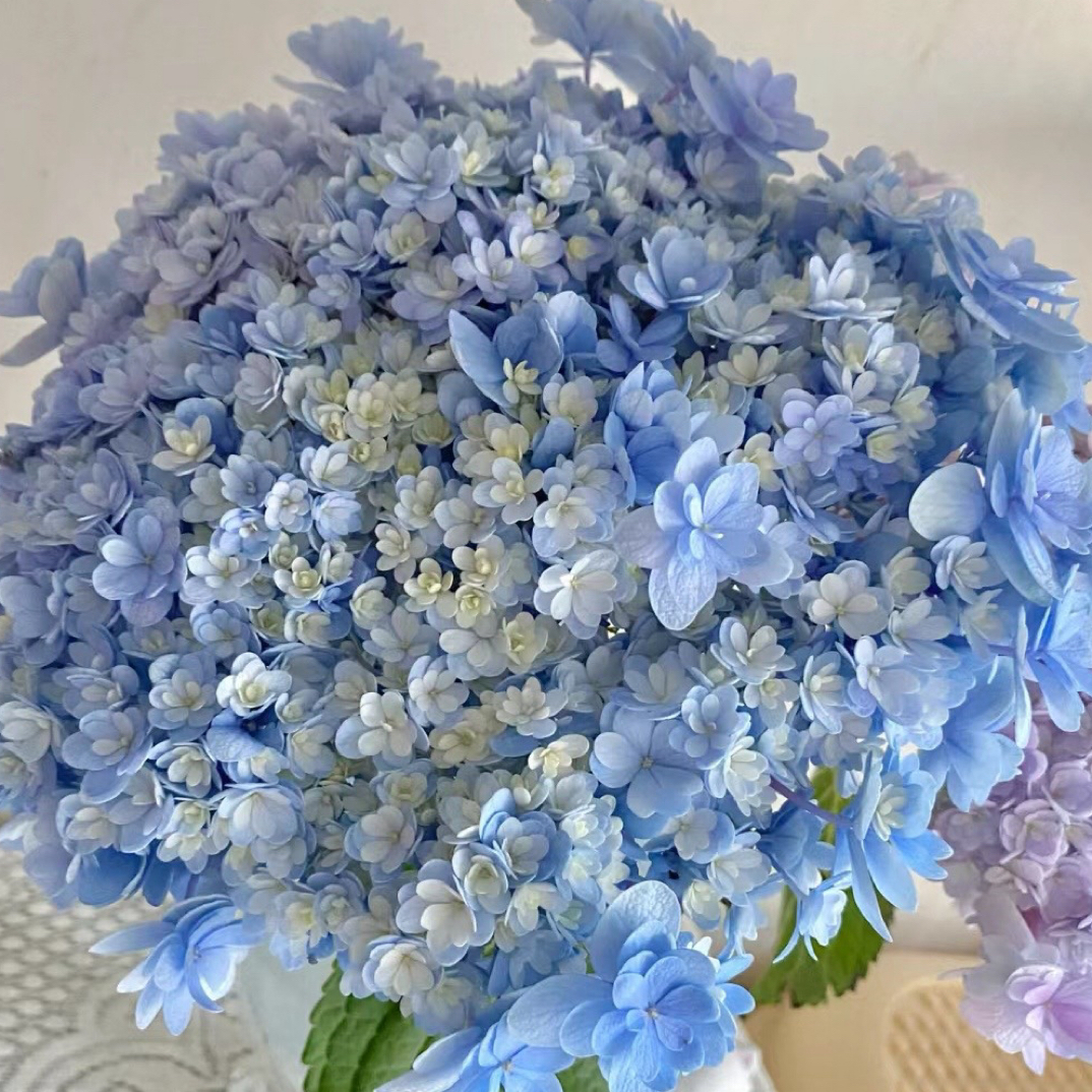 嘉诚崇瓣大花绣球 盆栽庭院阳台易养护昆明基地直发