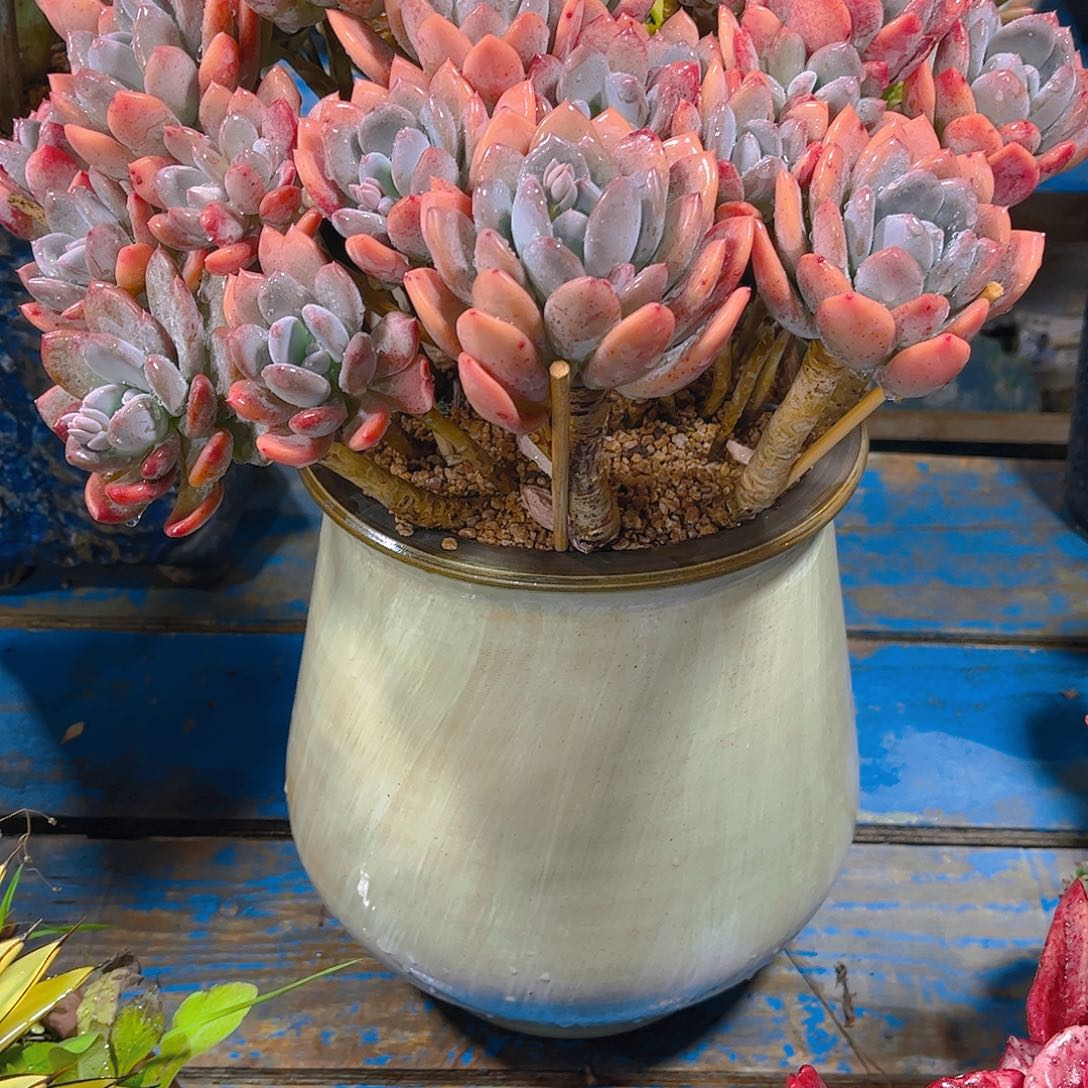 可***宝多肉植物保护研究所