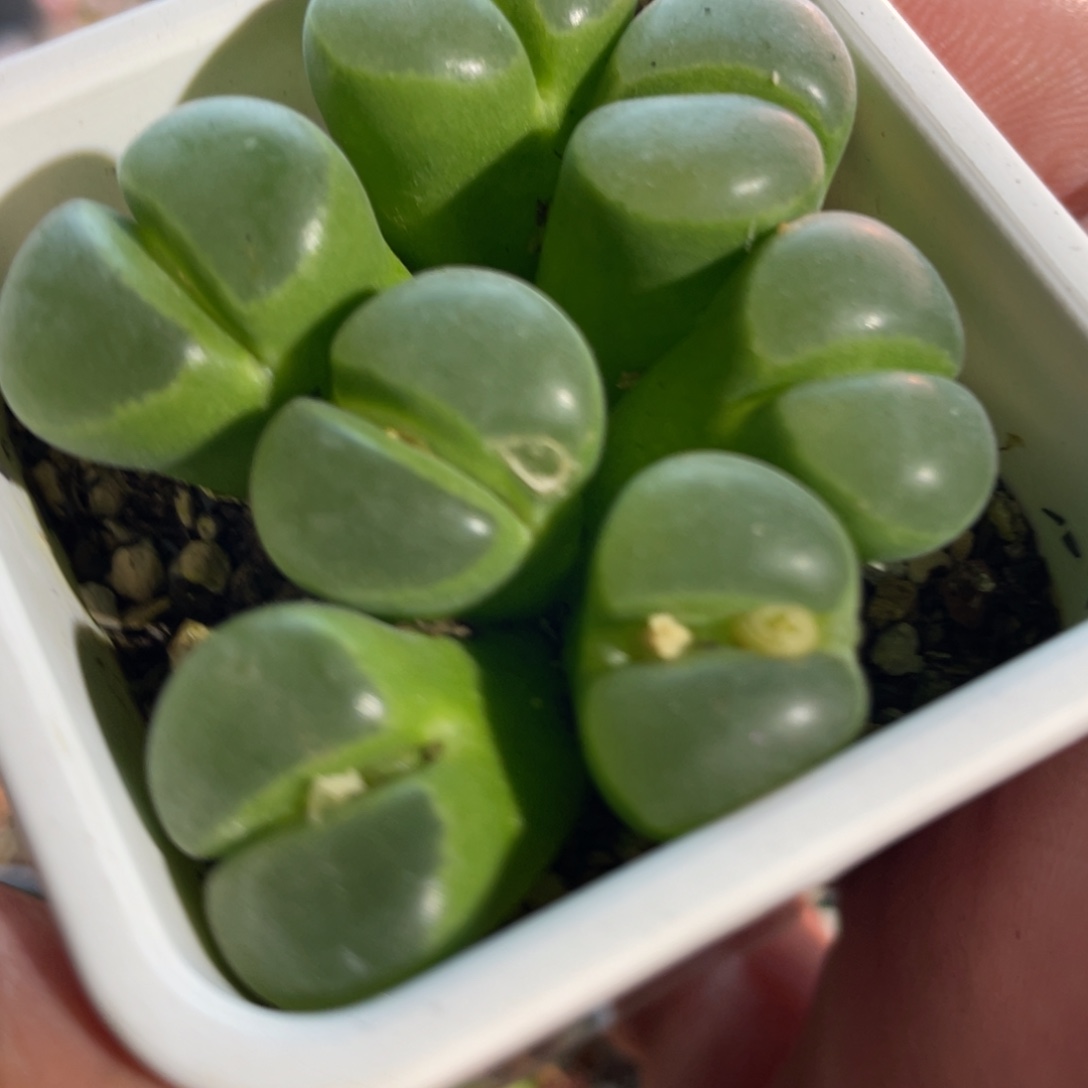 pub群生植物一物一拍