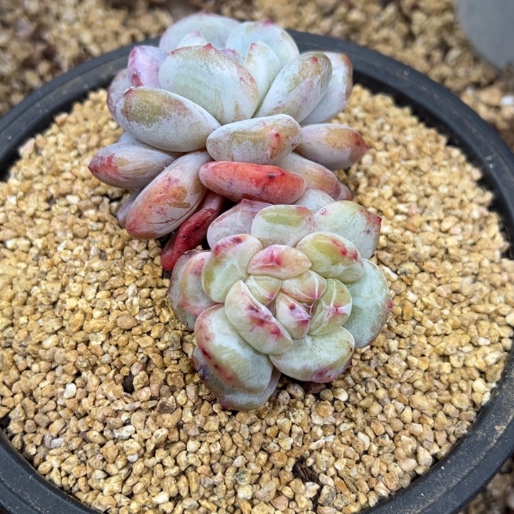 曾***节星影石化 夏鸣园艺