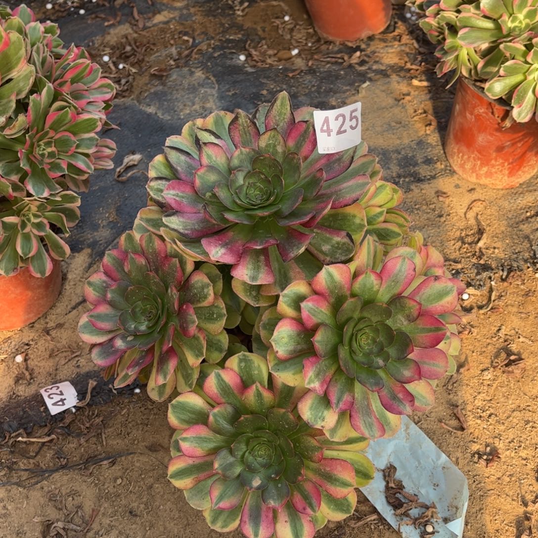 幸***馨雨荷425不包断枝 微瑕