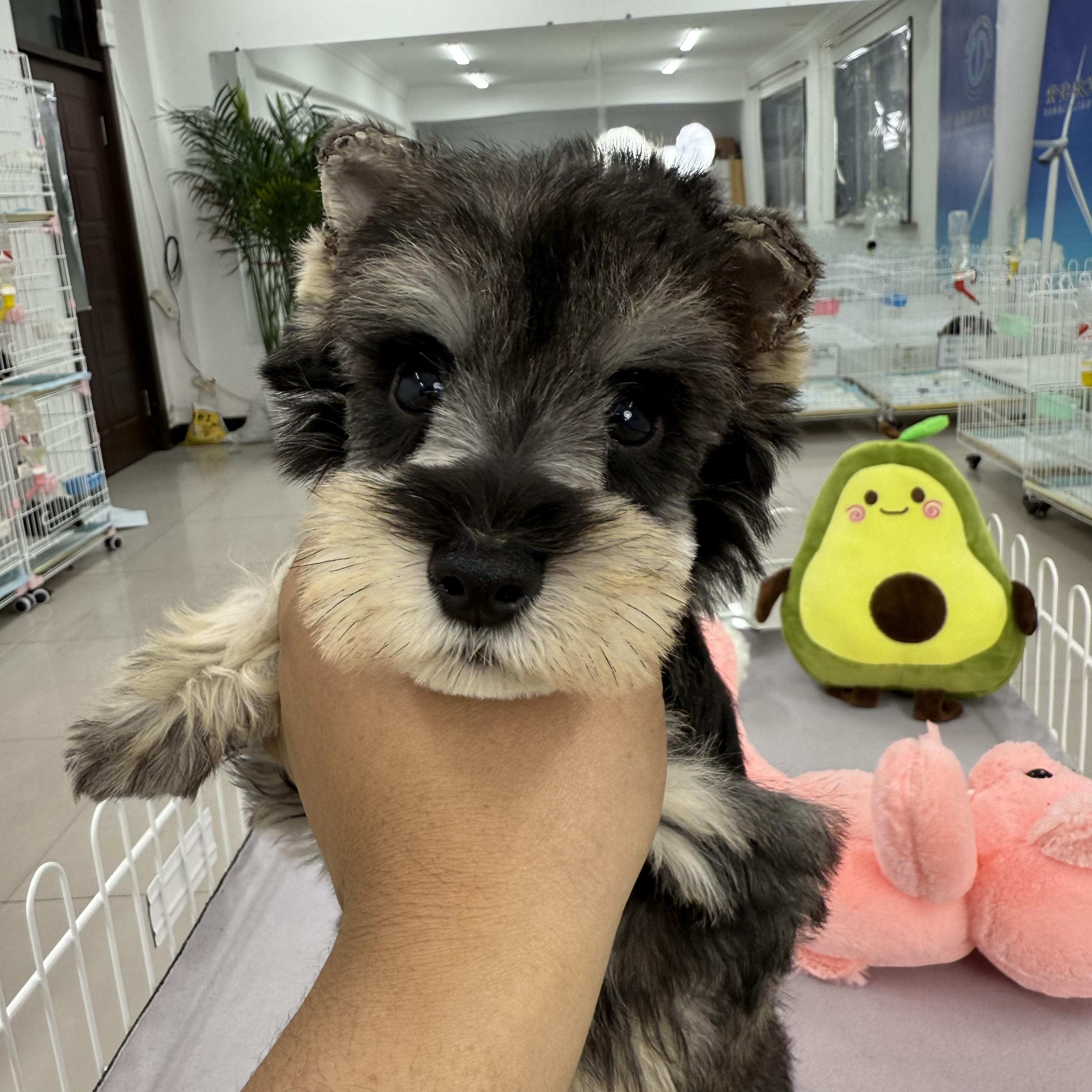 【乐派家雪纳瑞】椒盐色雪纳瑞弟弟