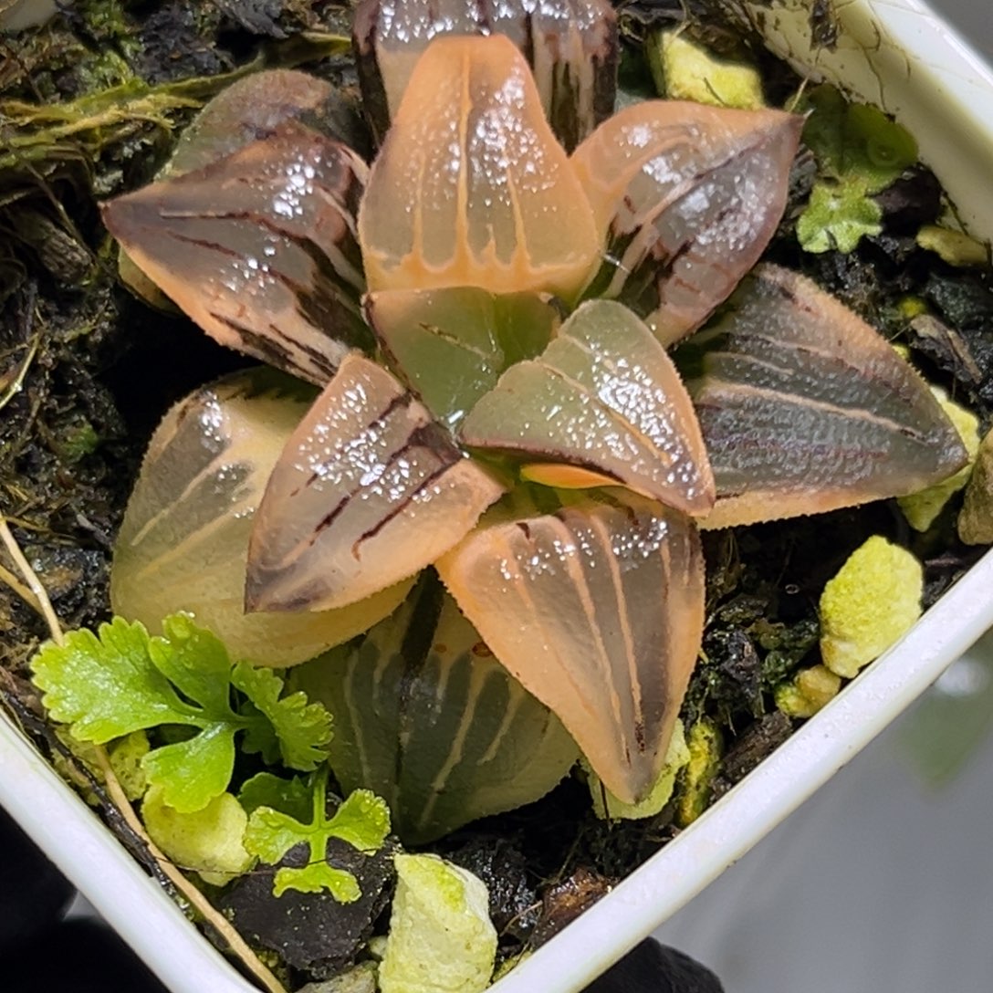 十二卷多肉1408红纹