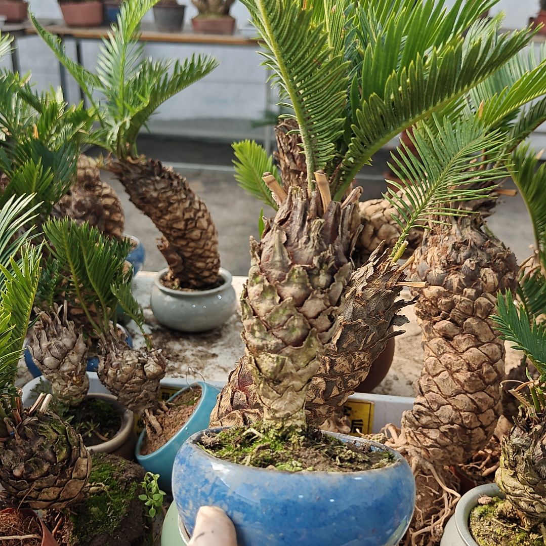 阿***康无花朵白鳞铁盆景基地价