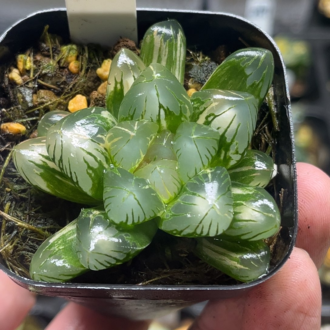 204大窗老川玉露锦