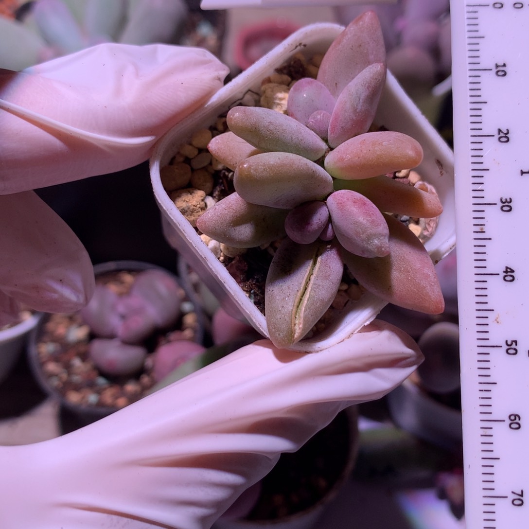 香蕉奶酪多肉香蕉奶