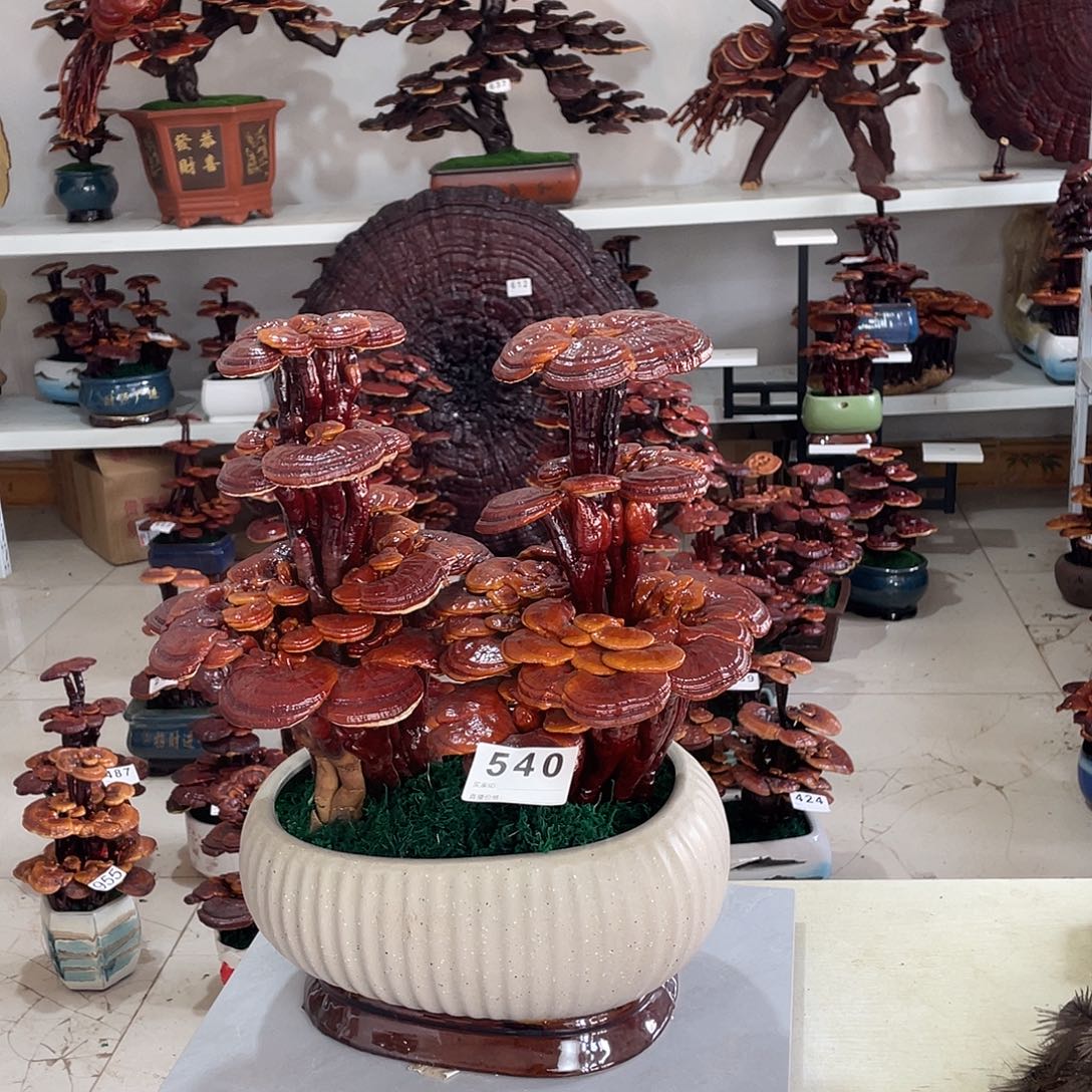 无花朵88888888885