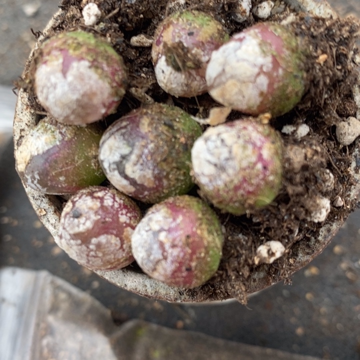 单头灯泡一颗一颗