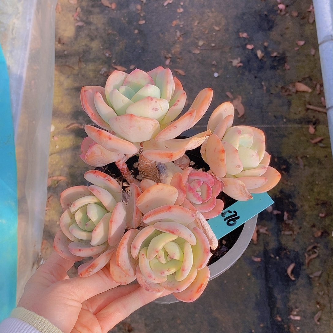 576多肉植物老桩