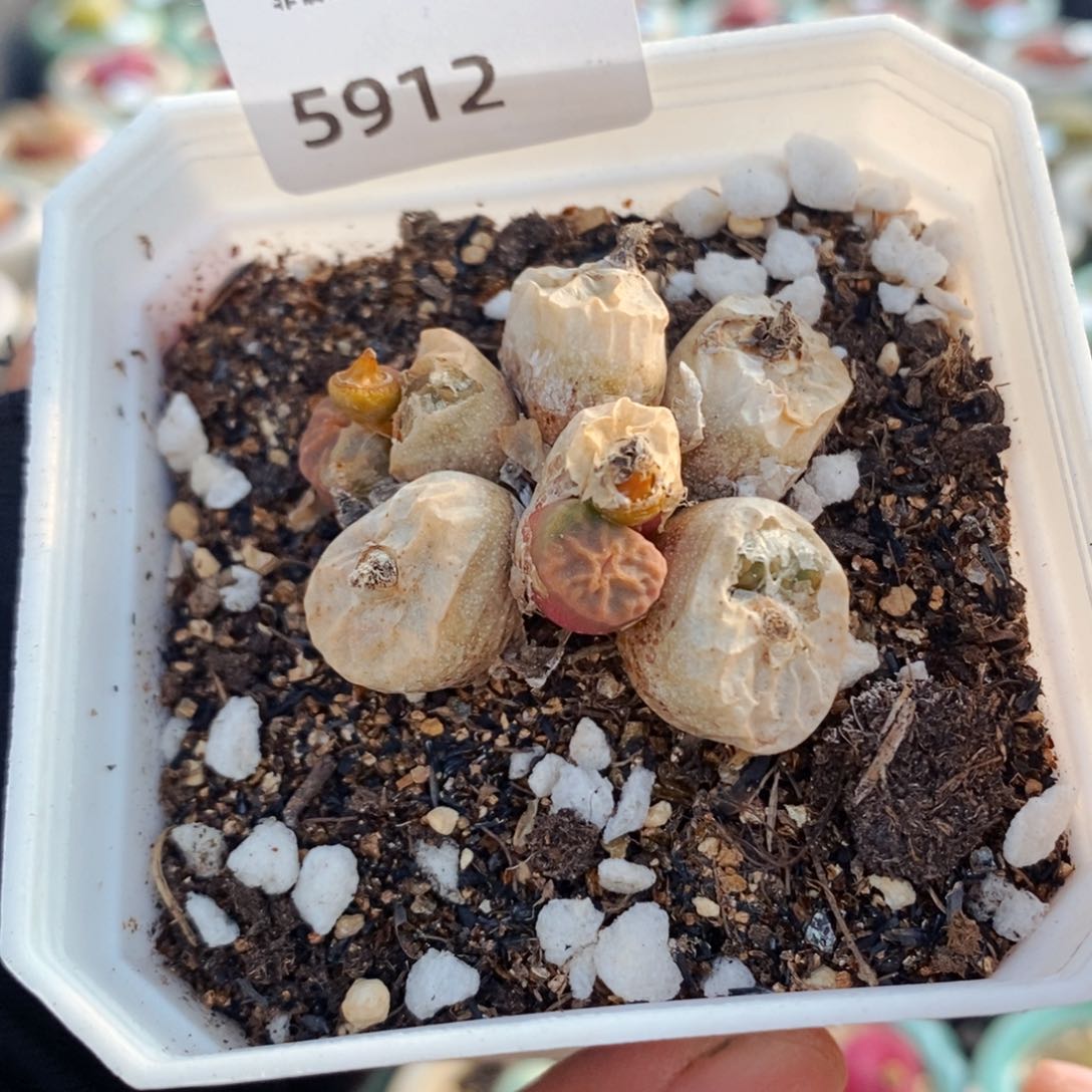 5912-一物一拍带盆