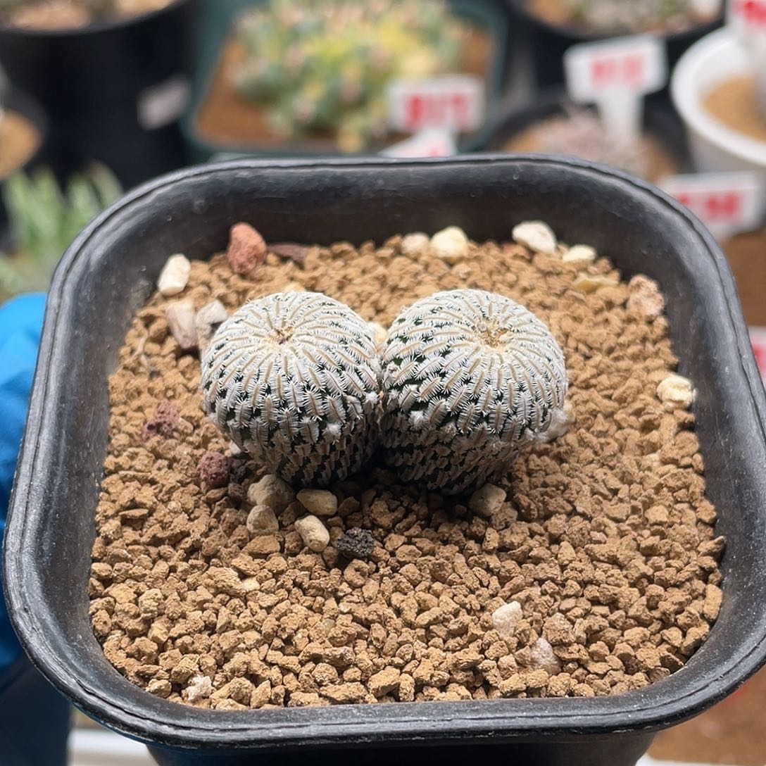 实生双头精巧殿仙人球