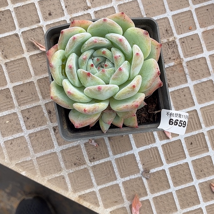 阿雅园艺。       6659白拉糖