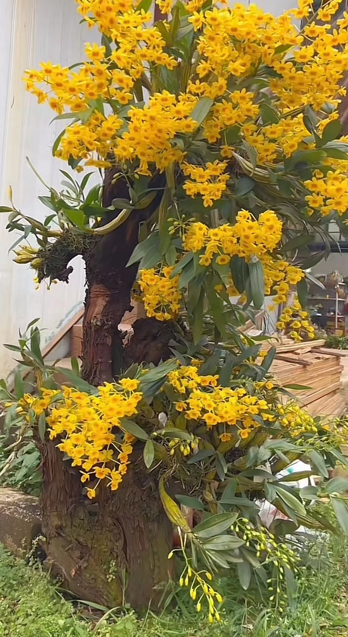 鲜花绿植多种选择