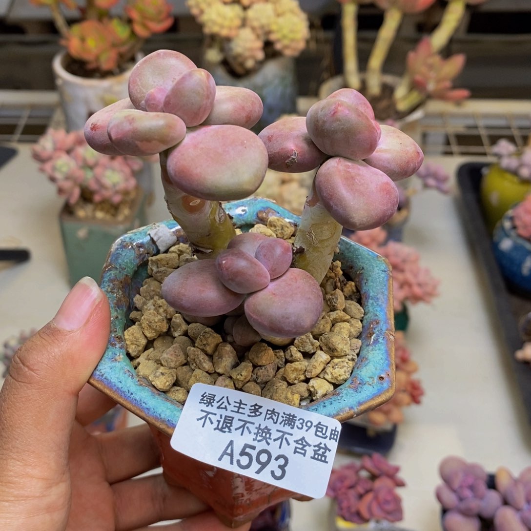 593芒果奶kk奶多肉7c m