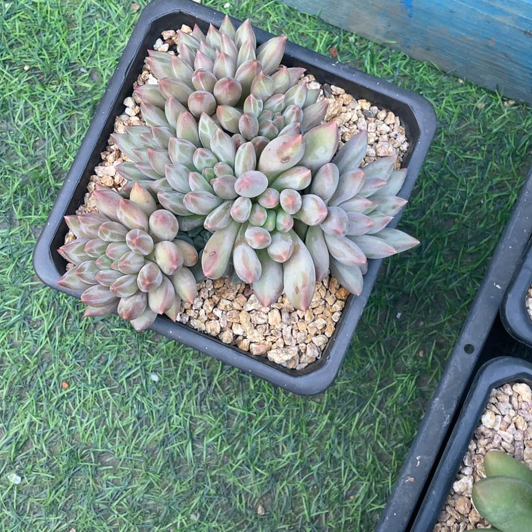 多肉植物脱土包邮