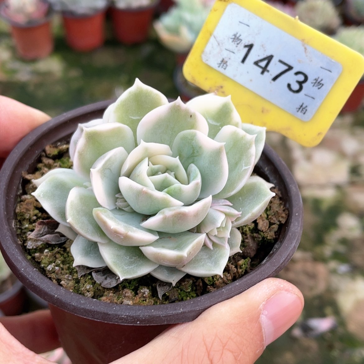 【闪购商品】禅**水1473号