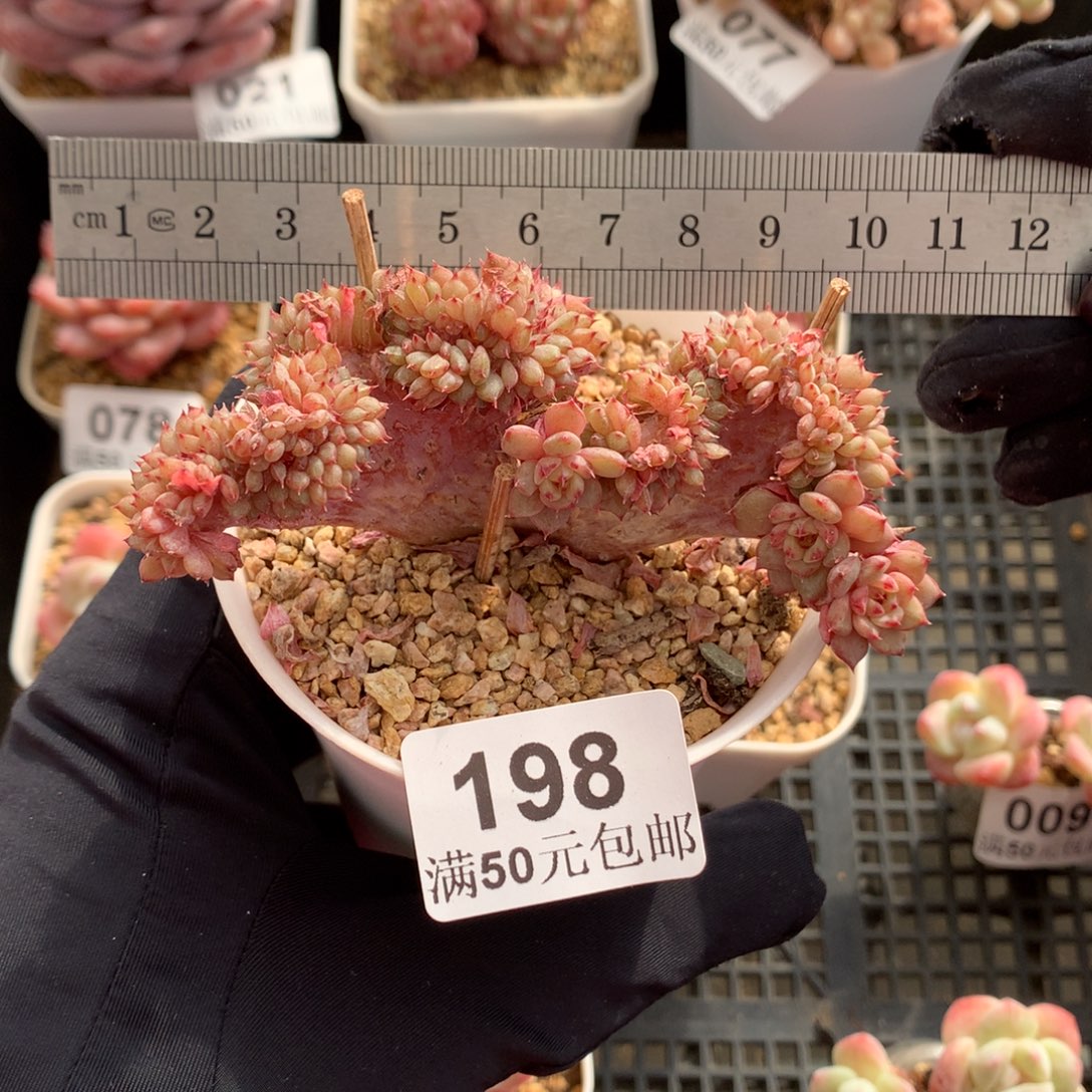 198哈尼板子带朵朵缀冠服11