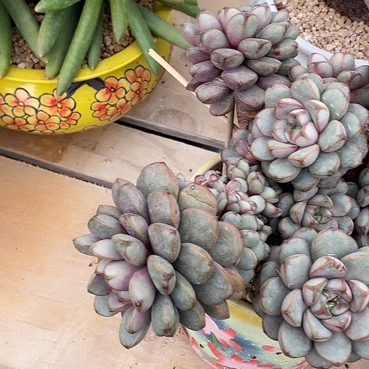 无*多肉植物和植物