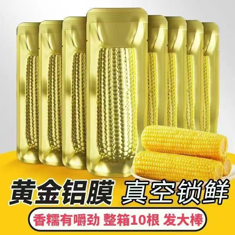 试吃2支25年东北头茬黄糯玉米新鲜采摘铝箔包装香甜软糯10支6斤